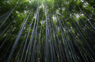 Growth, Degrowth and Greening